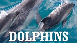 Dolphins of Aotearoa