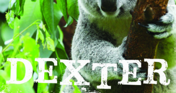Dexter: the courageous koala