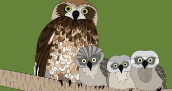 The Baby Animal Book