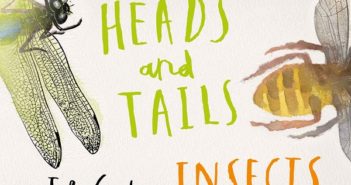 Heads and Tails: Insects