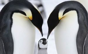 Waddle: A Book of Fun for Penguin Lovers