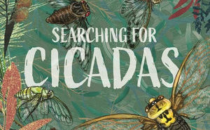 Searching for Cicadas
